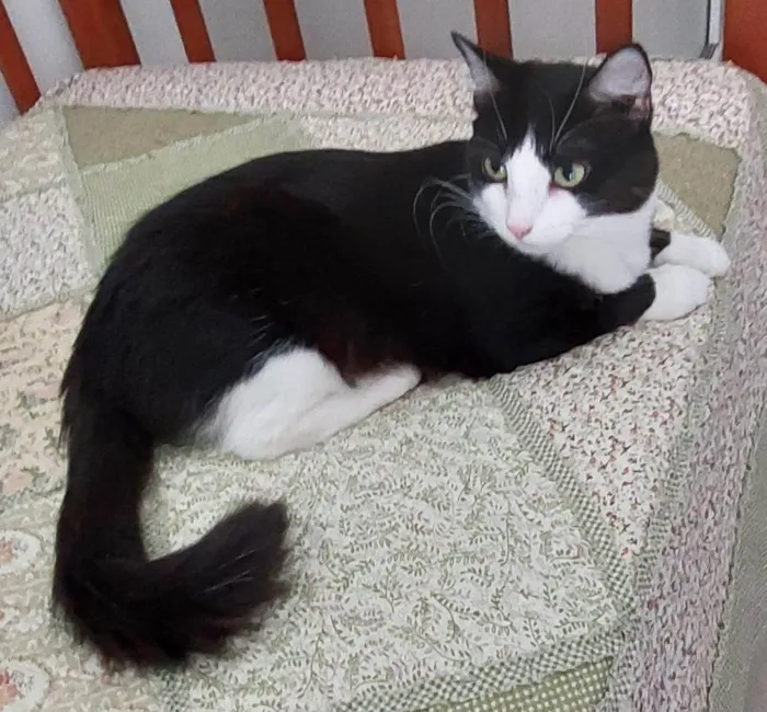 Gato ra a SRD-ViraLata idade 2 anos nome Melissa