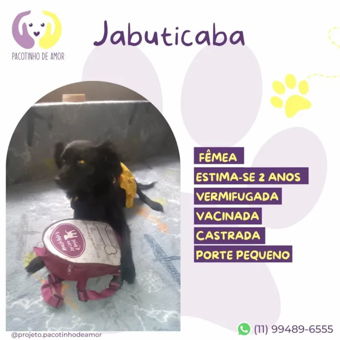 Cachorro ra a SRD-ViraLata idade 2 anos nome Jabuticaba