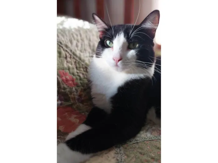Gato ra a SRD-ViraLata idade 2 anos nome Melissa