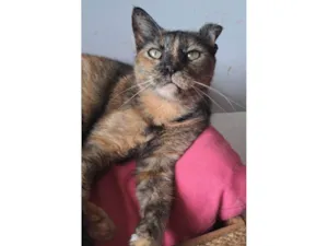 Gato raça SRD-ViraLata idade 5 anos nome Serena