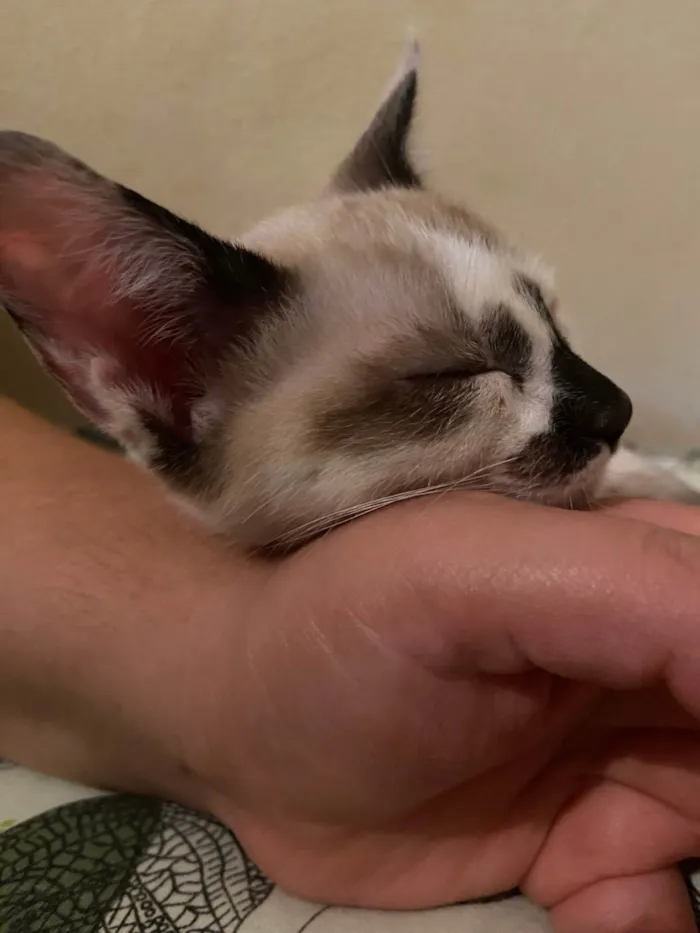 Gato ra a SRD-ViraLata idade 2 a 6 meses nome Não tem