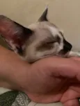 Não tem