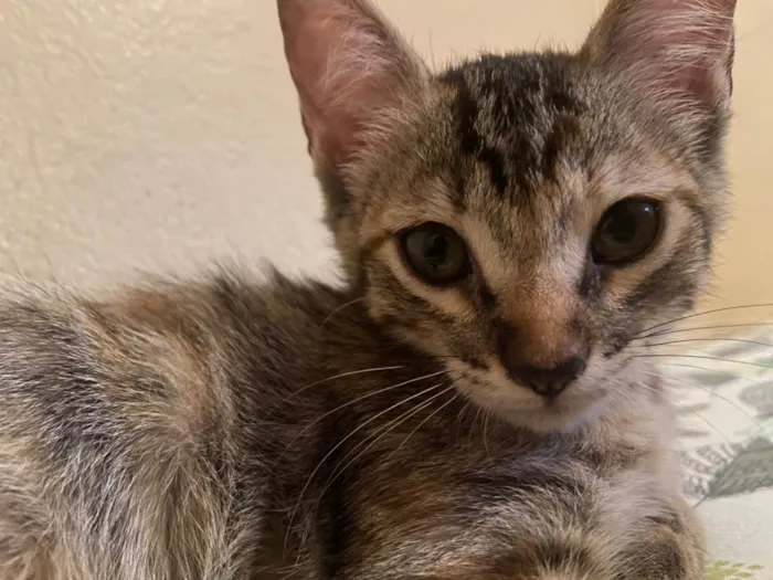 Gato ra a SRD-ViraLata idade 2 a 6 meses nome Não possui
