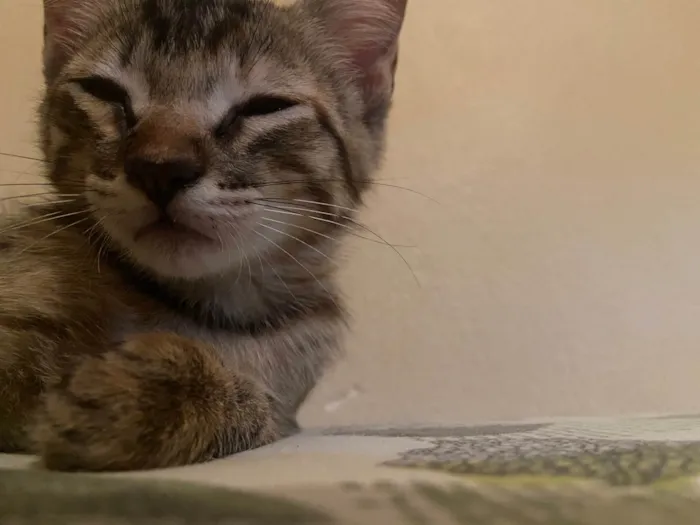 Gato ra a SRD-ViraLata idade 2 a 6 meses nome Não possui