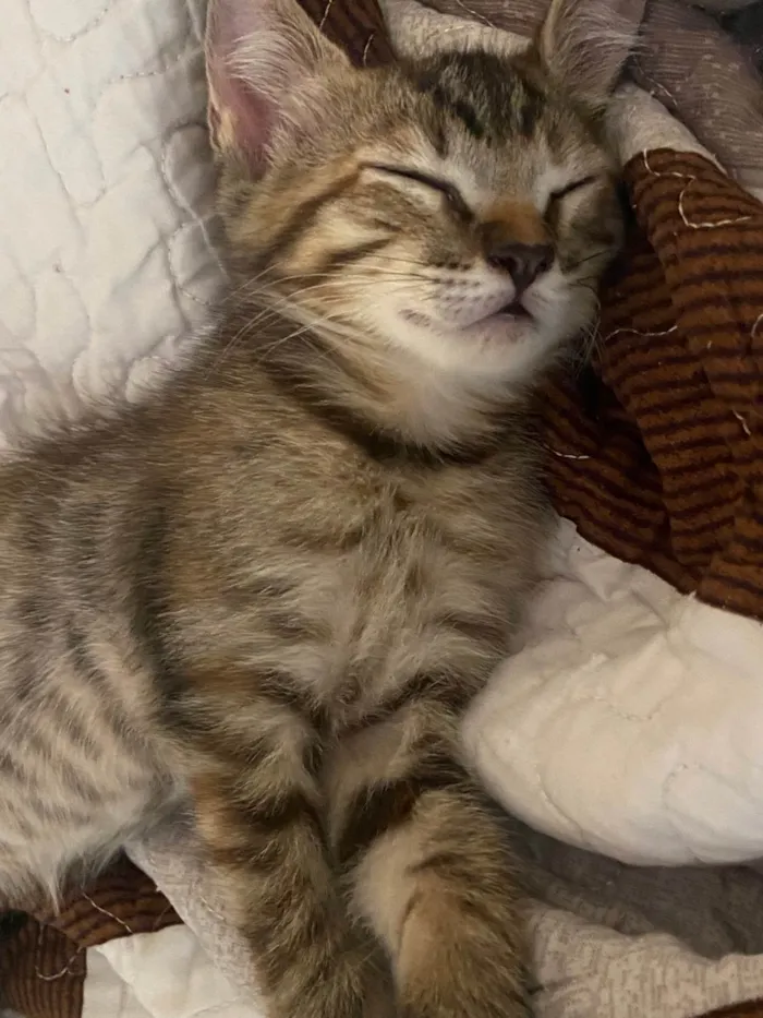 Gato ra a SRD-ViraLata idade 2 a 6 meses nome Não possui