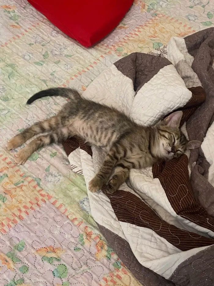 Gato ra a SRD-ViraLata idade 2 a 6 meses nome Não possui