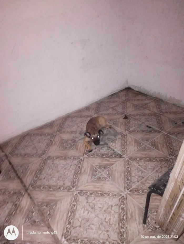 Cachorro ra a SRD-ViraLata idade 1 ano nome Petra 