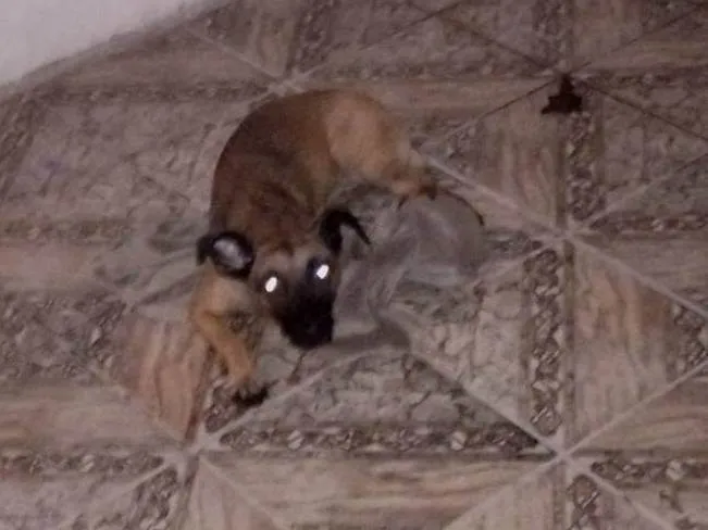 Cachorro ra a SRD-ViraLata idade 1 ano nome Petra 