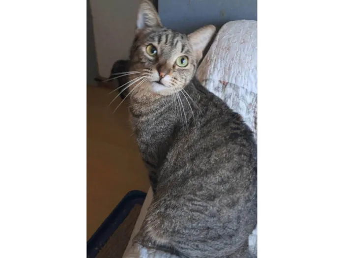 Gato ra a SRD-ViraLata idade 2 anos nome Laurinha 