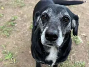Cachorro raça SRD-ViraLata idade 6 ou mais anos nome Bebel