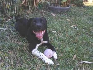 Cachorro raça Pit-Bull idade 7 a 11 meses nome Broly