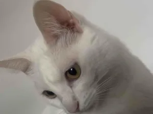 Gato raça SRD-ViraLata idade 2 anos nome Milli