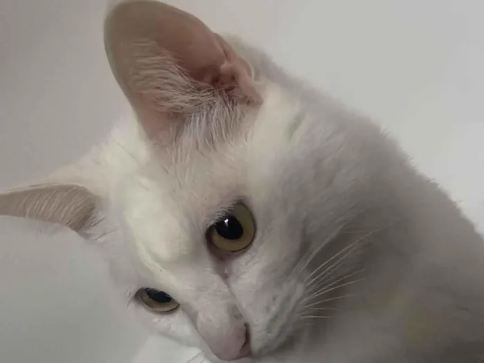 Gato ra a SRD-ViraLata idade 2 anos nome Milli