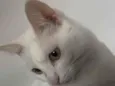 Milli