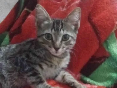 Gato raça SRD-ViraLata idade 2 a 6 meses nome Gato