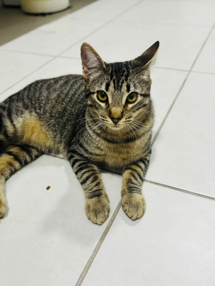 Gato ra a SRD-ViraLata idade 7 a 11 meses nome Tchala