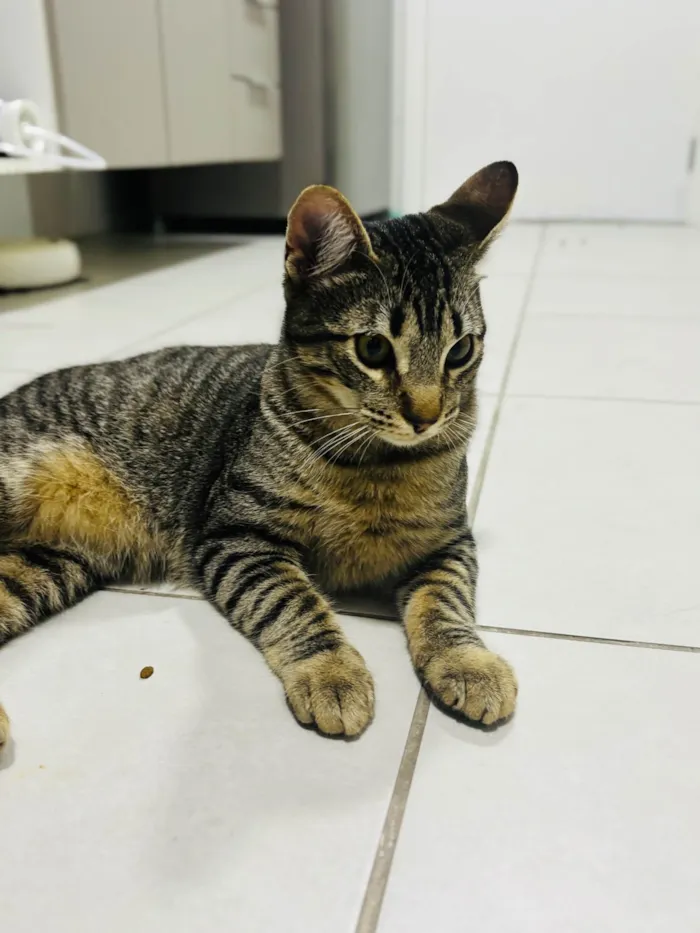 Gato ra a SRD-ViraLata idade 7 a 11 meses nome Tchala