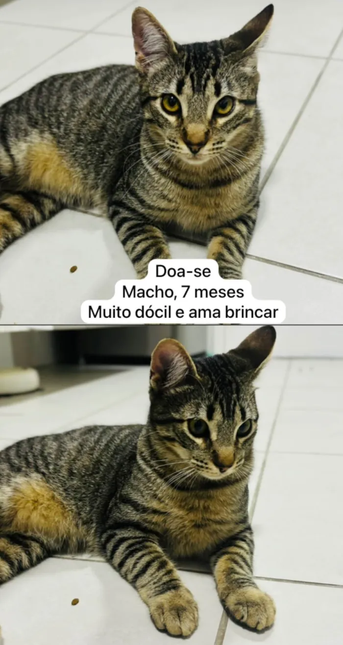 Gato ra a SRD-ViraLata idade 7 a 11 meses nome Tchala