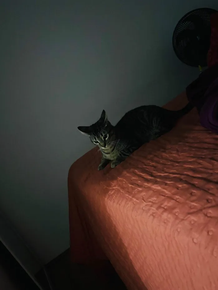 Gato ra a SRD-ViraLata idade 7 a 11 meses nome Tchala