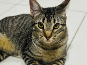 Gato raça SRD-ViraLata idade 7 a 11 meses nome Tchala