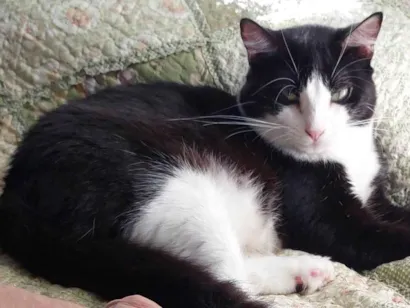 Gato raça SRD-ViraLata idade 2 anos nome Melissa