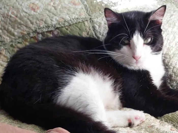 Gato ra a SRD-ViraLata idade 2 anos nome Melissa
