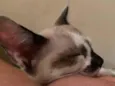 Não tem