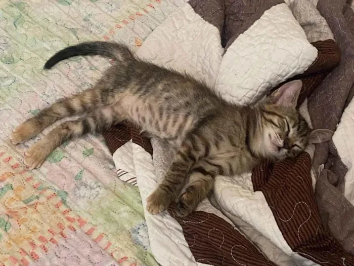 Gato ra a SRD-ViraLata idade 2 a 6 meses nome Não possui