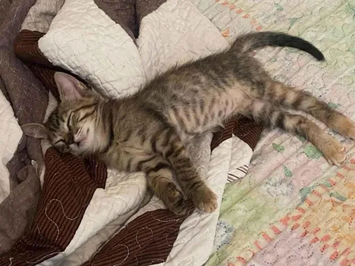 Gato ra a SRD-ViraLata idade 2 a 6 meses nome Não possui