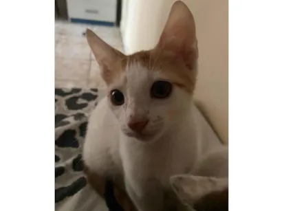 Gato raça SRD-ViraLata idade 2 a 6 meses nome Não tem