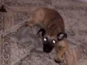 Cachorro raça SRD-ViraLata idade 1 ano nome Petra 
