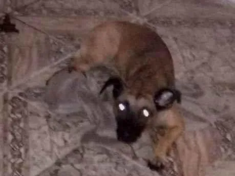 Cachorro ra a SRD-ViraLata idade 1 ano nome Petra 
