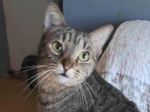 Gato raça SRD-ViraLata idade 2 anos nome Laurinha 