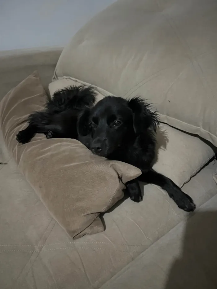Cachorro ra a SRD-ViraLata idade 2 a 6 meses nome Briza