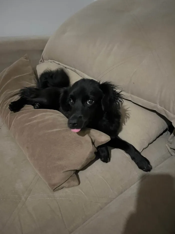 Cachorro ra a SRD-ViraLata idade 2 a 6 meses nome Briza
