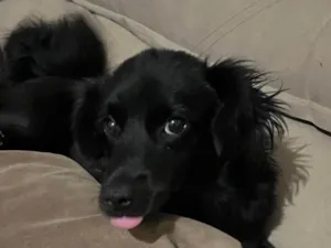 Cachorro raça SRD-ViraLata idade 2 a 6 meses nome Briza