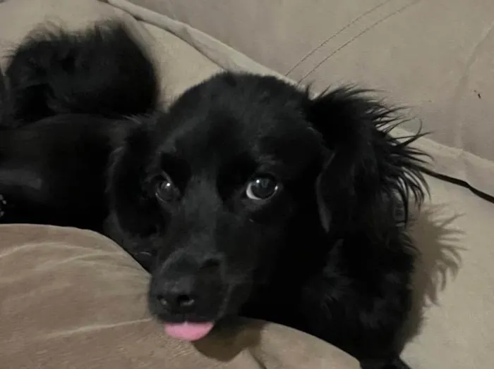 Cachorro ra a SRD-ViraLata idade 2 a 6 meses nome Briza