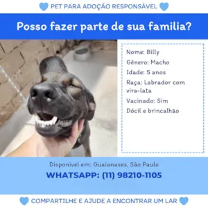 Cachorro raça SRD-ViraLata idade 5 anos nome Billy 