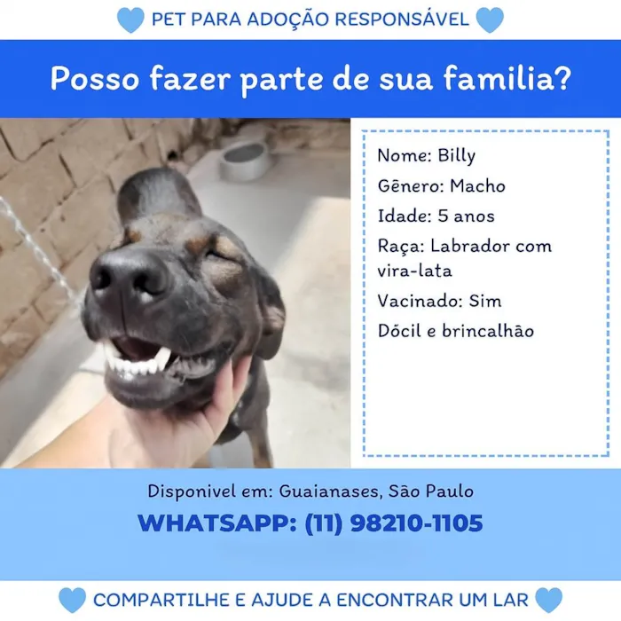 Cachorro ra a SRD-ViraLata idade 5 anos nome Billy