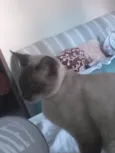 Nenê