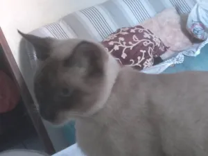 Gato raça Siamês idade 3 anos nome Nenê 