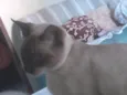 Nenê