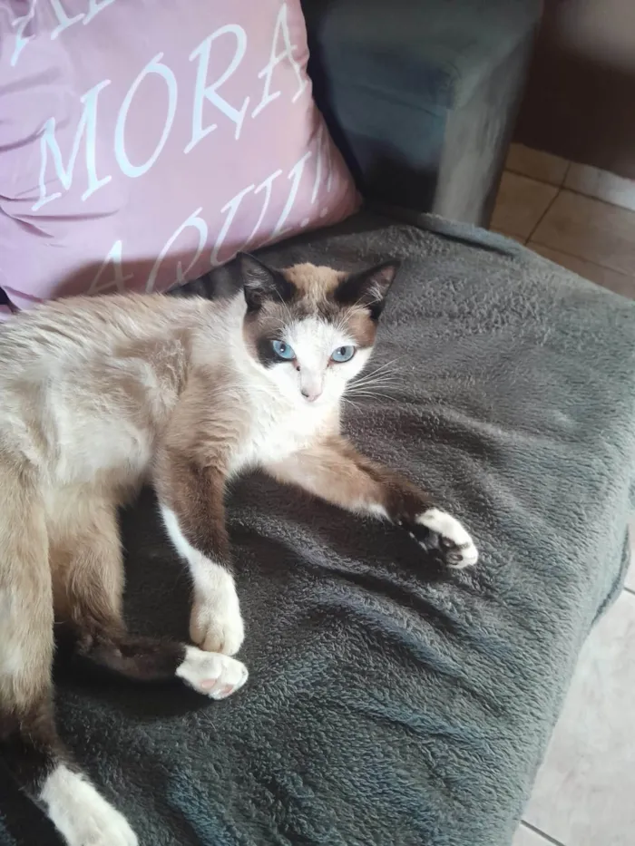 Gato ra a SRD-ViraLata idade 6 ou mais anos nome Emy
