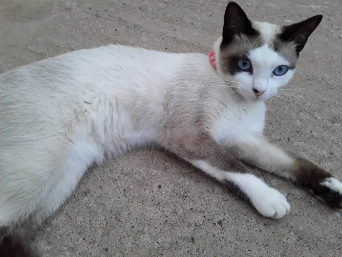 Gato ra a SRD-ViraLata idade 6 ou mais anos nome Emy