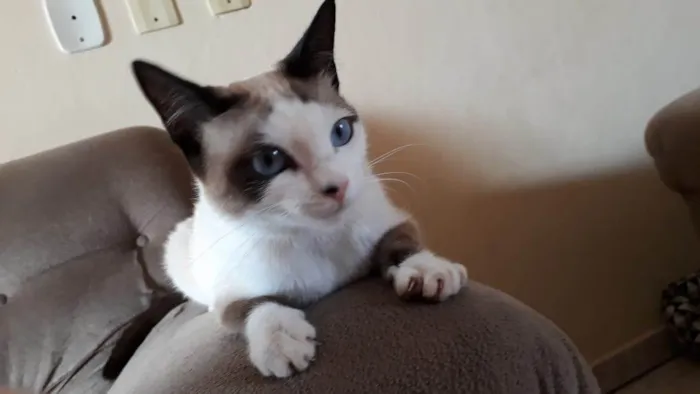 Gato ra a SRD-ViraLata idade 6 ou mais anos nome Emy