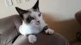 Emy