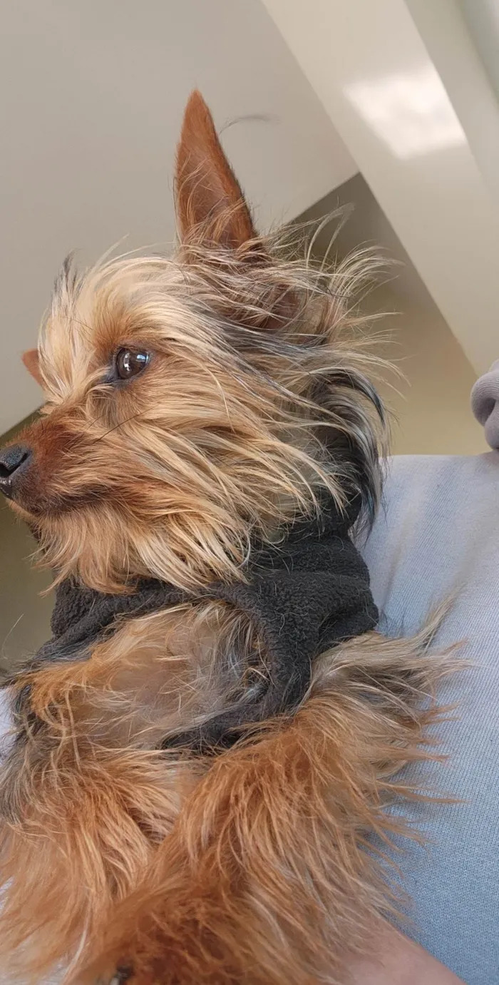Cachorro ra a Yorkshire idade 7 a 11 meses nome Zé 