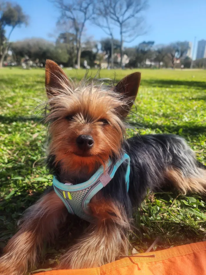 Cachorro ra a Yorkshire idade 7 a 11 meses nome Zé 