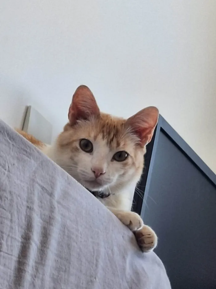Gato ra a SRD-ViraLata idade 2 anos nome Sheldon