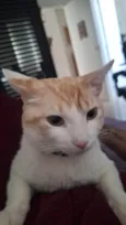 Sheldon